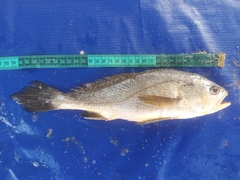 Bobo Croaker photo 3