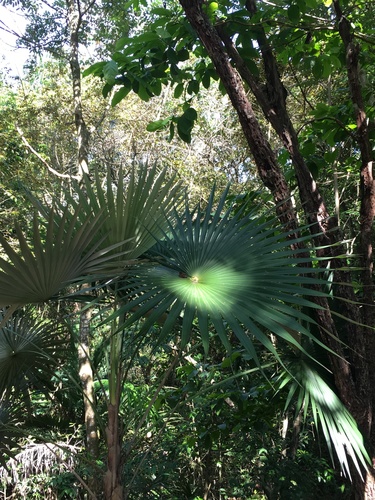 Coccothrinax argentea in life