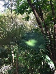 Coccothrinax argentea