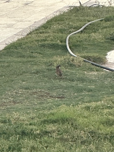 House Sparrow