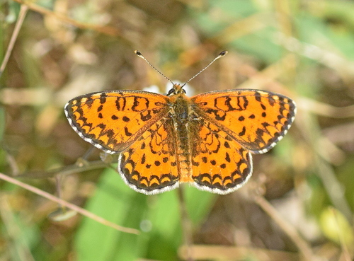 Lesser Spotted Fritillary