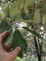 Quercus calophylla