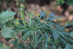 Lilium philippinense