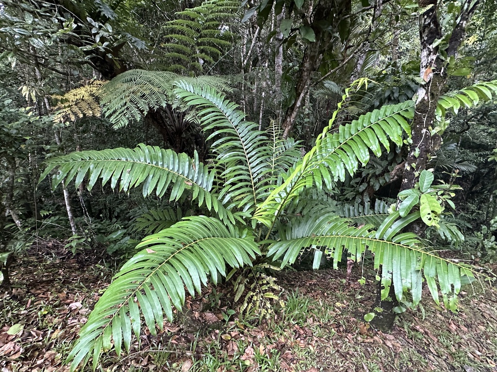 Angiopteris smithii