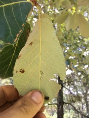 Quercus calophylla