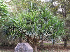 Pandanus sylvestris