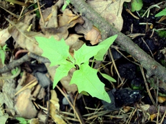 Chenopodiastrum hybridum