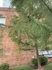 Taxodium