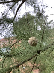 Taxodium