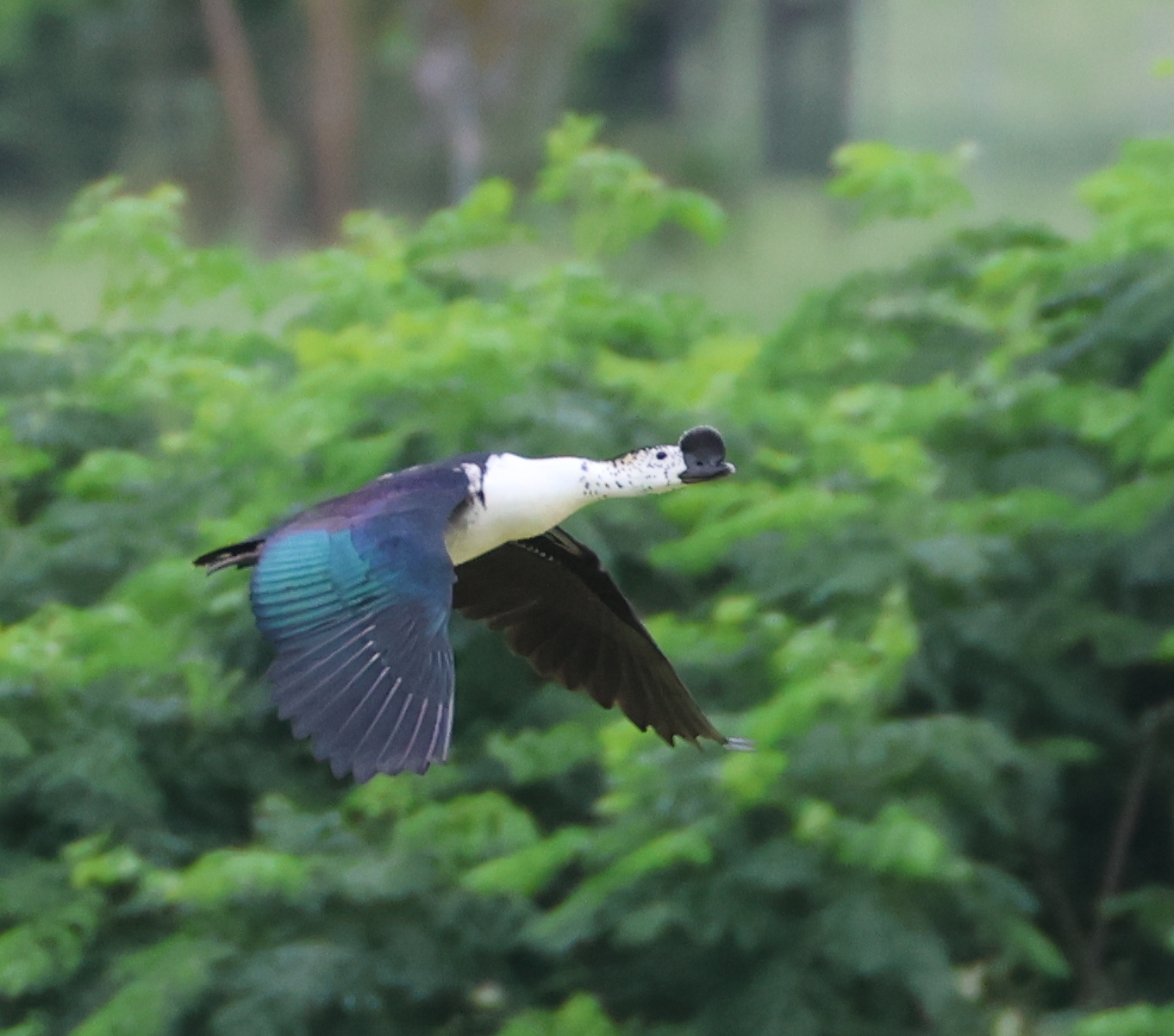 Knob-billed Duck (Sarkidiornis melanotos)