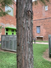 Taxodium