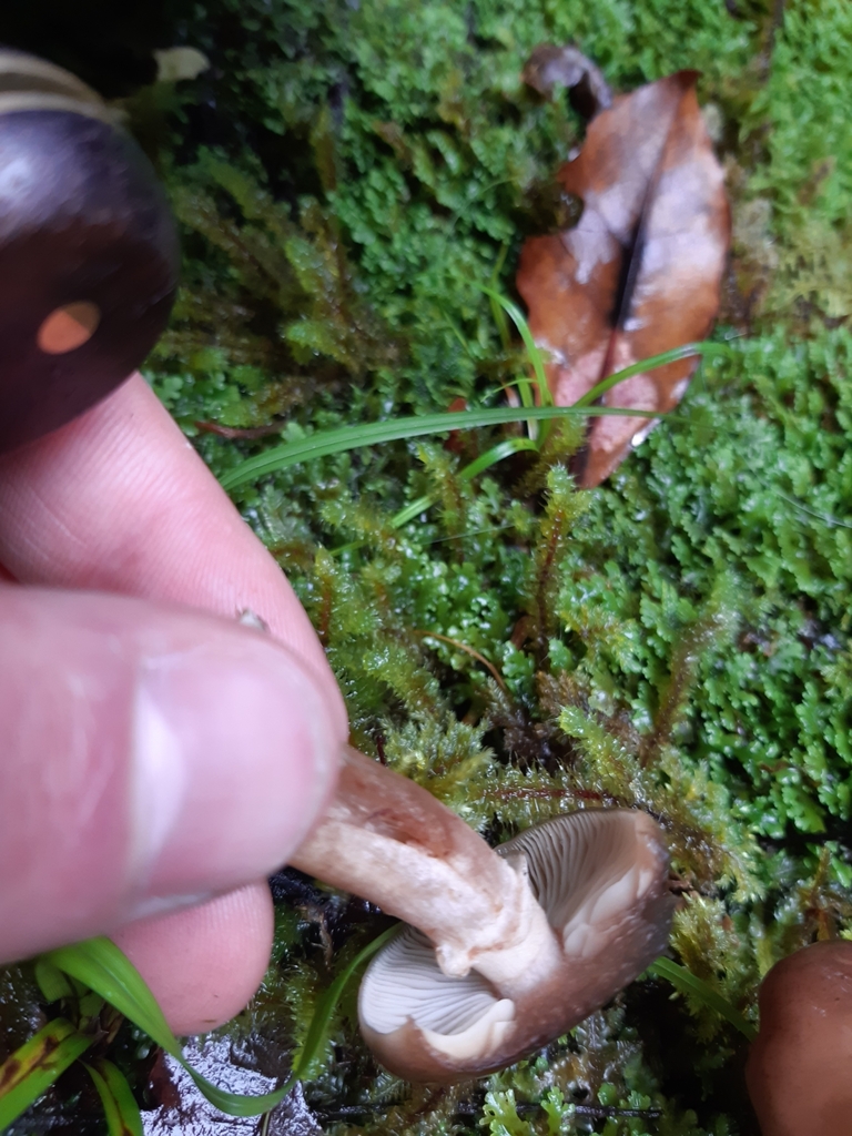 Armillaria novae-zelandiae · April 2025 · photo: © georgecox (iNaturalist, cc0)