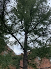 Taxodium