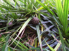 Pandanus sylvestris
