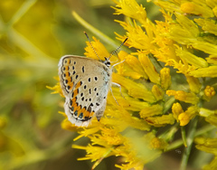 Plebejus melissa
