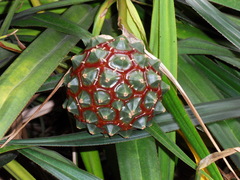 Pandanus sylvestris