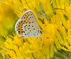 Plebejus melissa