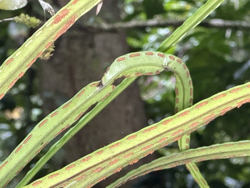 Lepisorus longifolius observed 2025-04-16