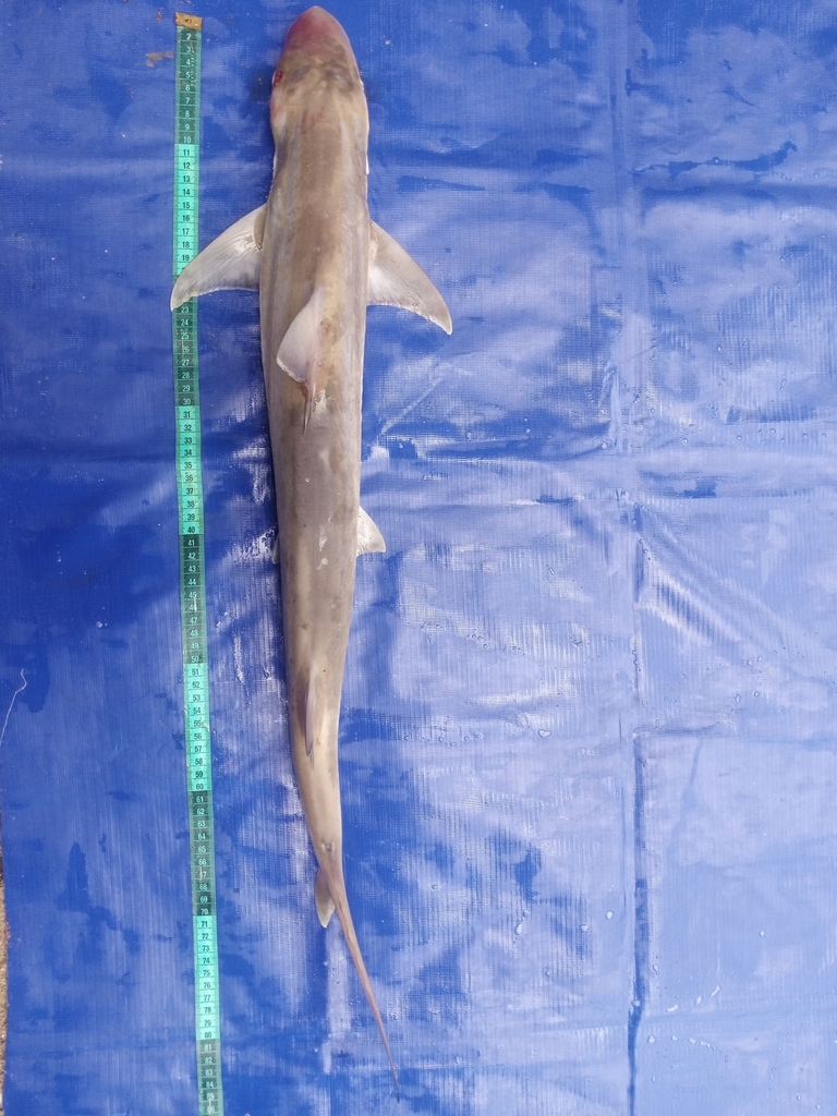 Atlantic weasel shark (Paragaleus pectoralis) — Hemigaleidae