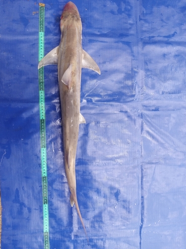 Atlantic weasel shark (Paragaleus pectoralis) — Hemigaleidae