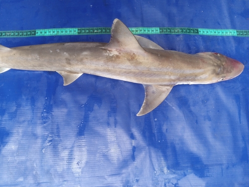 Atlantic weasel shark (Paragaleus pectoralis) — Hemigaleidae — 3