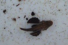 Short-Finned Waspfish photo 1