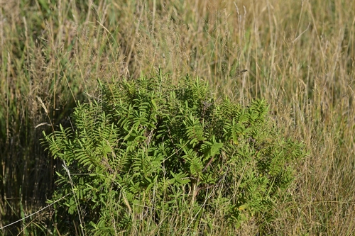 Image of Veronica strictissima by (c) Christopher Stephens, some rights reserved (CC BY-SA)