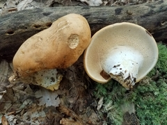 Hydnum subolympicum