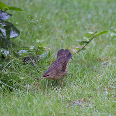 Helopsaltes certhiola