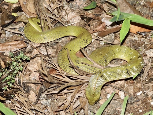 Green Keelback