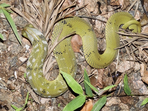 Green Keelback