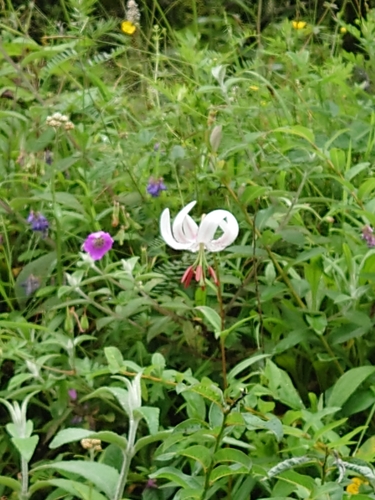 Marbled Martagon Lily (Lilium duchartrei)
