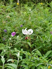 Lilium duchartrei