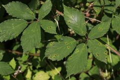 Rubus lindleianus