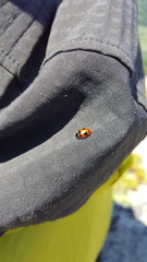 Hippodamia oregonensis