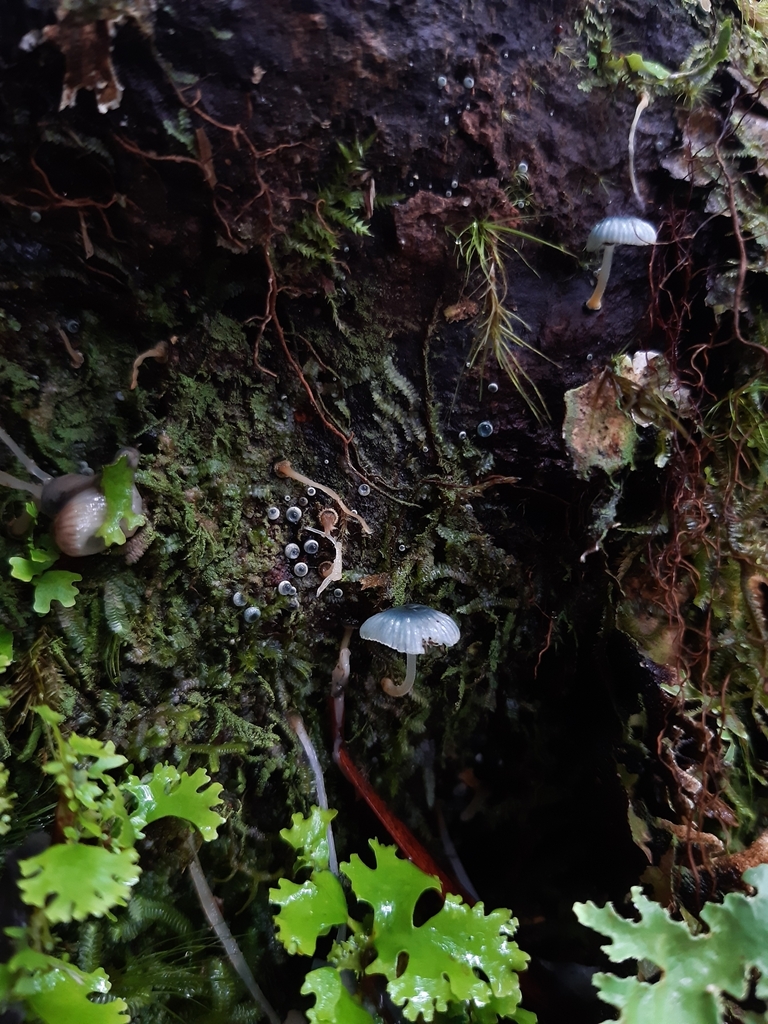 Mycena interrupta · April 2025 · photo: © georgecox (iNaturalist, cc0)