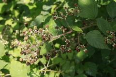 Rubus lindleianus