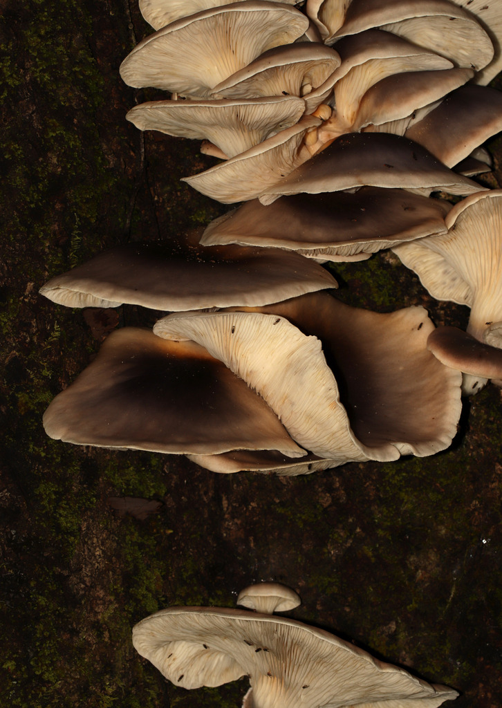 Omphalotus nidiformis · April 2025 · photo: © lachlancopeland (iNaturalist, cc-by-sa)