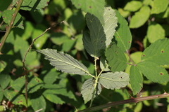 Rubus lindleianus