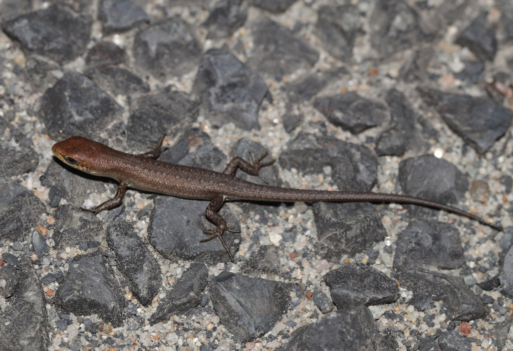 Lively Rainbow-skink