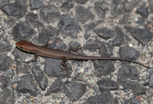 Lively Rainbow-skink