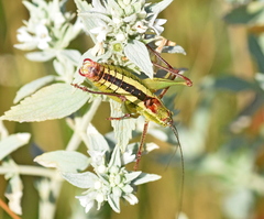 Poecilimon macedonicus