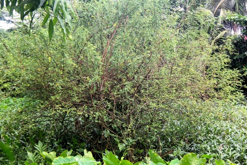 Dalbergia candenatensis observed 2023-10-09