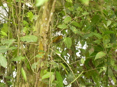 Chlorospingus flavigularis