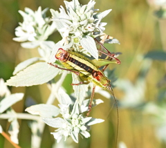 Poecilimon macedonicus