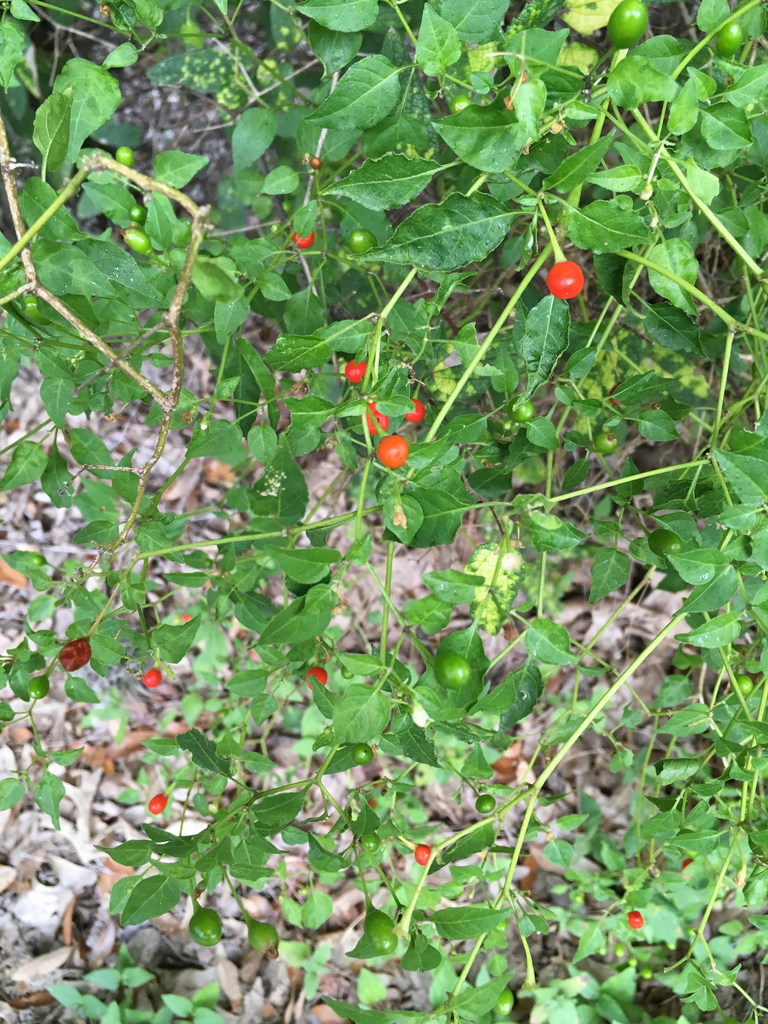 chili pepper from 101–299 Peach Tree St, San Marcos, TX, US on ...