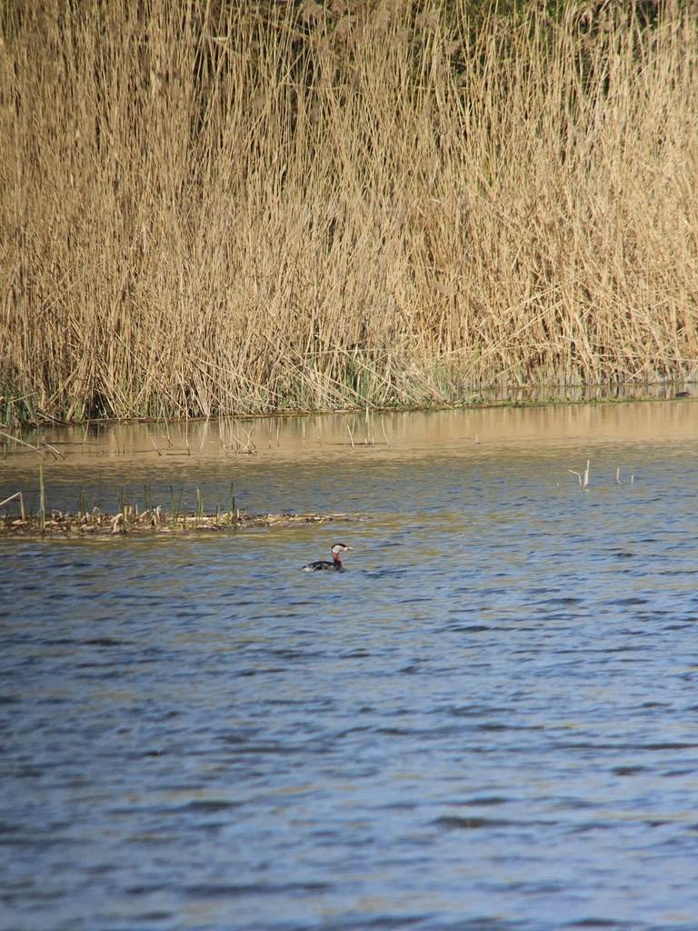 Western Palearctic Red-necked Grebe