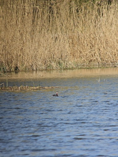 Western Palearctic Red-necked Grebe