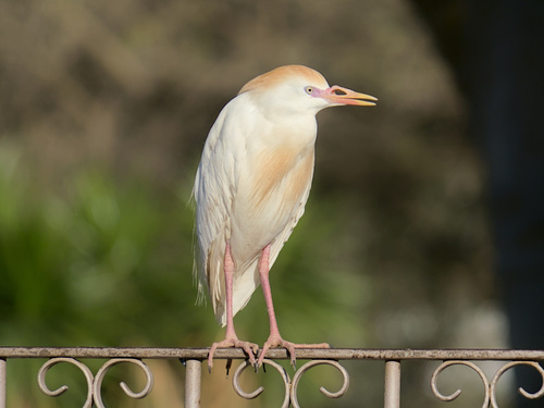 Garcilla bueyera (Bubulcus ibis)