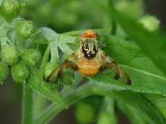Procecidocharoides penelope